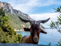 A goatie friend (Holidays in Sardinia May 2023)