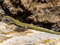 Mr Lizard (Holidays in Sardinia May 2023)