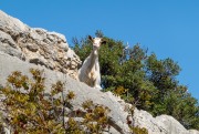 A goatie friend (Holidays in Sardinia April 2024)