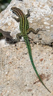 Colourful creature (Holidays in Sardinia April 2024)