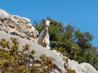 A goatie friend (Holidays in Sardinia April 2024)
