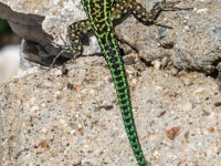 Colourful creature (Holidays in Sardinia April 2024)