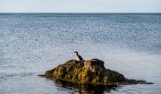 A lone bird on a rock (Iceland January 2023)
