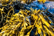 Seaweed at the beach (Iceland January 2023)