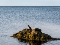A lone bird on a rock (Iceland January 2023)