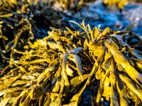 Seaweed at the beach (Iceland January 2023)