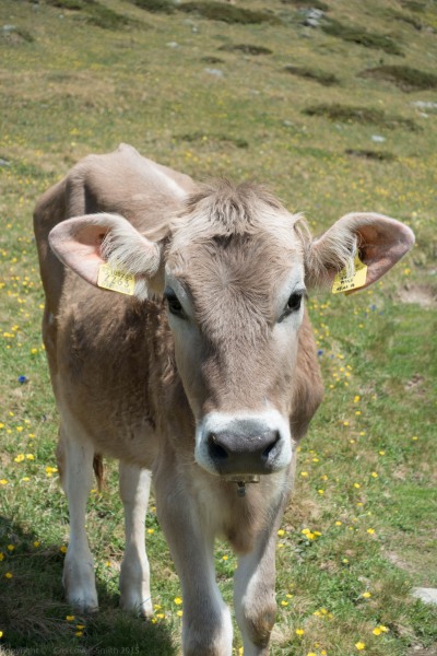 A cow (Düsseldorfer Hütte Tramp)