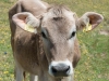 A cow (Düsseldorfer Hütte Tramp)