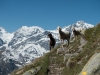 More sheep (Düsseldorfer Hütte Tramp)