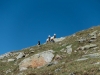 Sheep (Düsseldorfer Hütte Tramp)