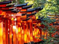 Lots of red gates (Japan 2024)