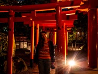 Toriis (Japan 2024)