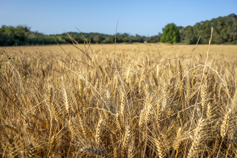 Evening walk through fields and trees from the coast (Kayaking Costa Brava June 2025)