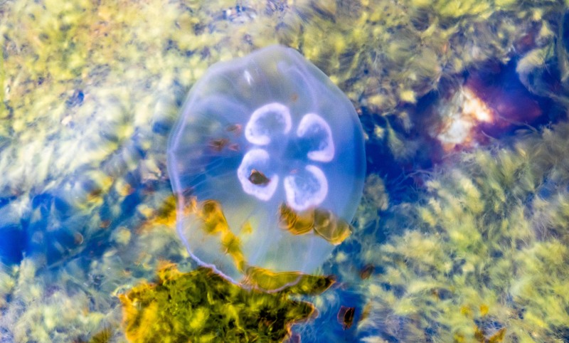 Jelly fish intruder (Kayaking Sweden Sept 2023)