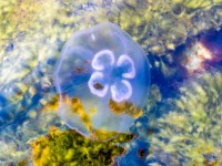 Jelly fish intruder (Kayaking Sweden Sept 2023)