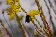 Bumblebee and flowers (Lago di Garda)