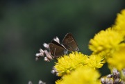 Butterflies and yellow flowers (Lago di Garda)