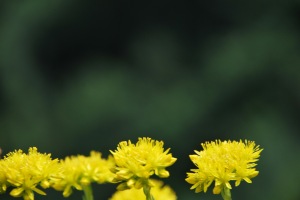 Yellow flowers and green (Lago di Garda)