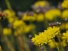 Bee departs (Lago di Garda)