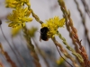 Bumblebee and flowers (Lago di Garda)