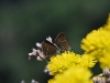 Butterflies and yellow flowers (Lago di Garda)