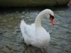 My good friend (Lago di Garda, Italy)