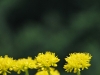 Yellow flowers and green (Lago di Garda)