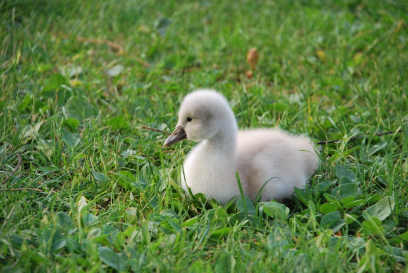Little swan (Lago di Garda)