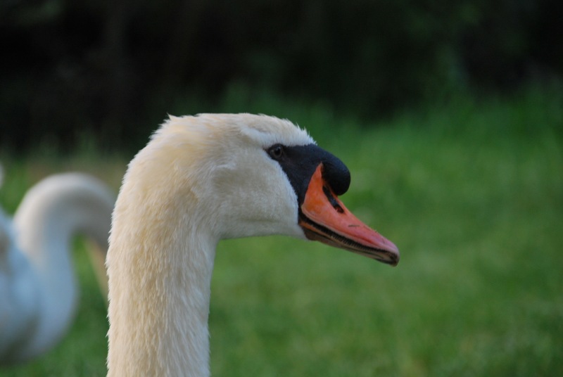 Mother swan (Lago di Garda)
