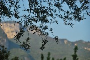 Twigs (Lago di Garda)