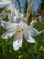 White flower macro (Lago di Garda)