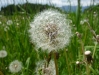 Dandelion (Lago di Garda)
