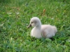 Little swan (Lago di Garda)