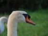 Mother swan (Lago di Garda)