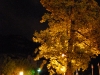 Tree at night (Lago di Garda)