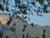 Twigs (Lago di Garda)
