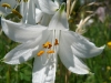 White flower macro (Lago di Garda)