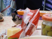 Hungry bird looks for cheese (Lago di Garda, Italy)