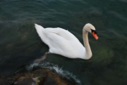 White swan (Lago di Garda, Italy)