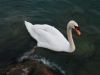 White swan (Lago di Garda, Italy)