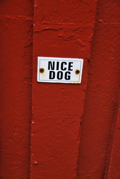 Nice dog (Lofoten, Norway)