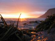 Seaweed (Lofoten, Norway)