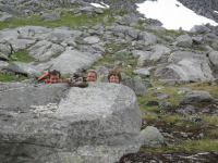 370 (Lofoten, Norway)