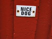 Nice dog (Lofoten, Norway)