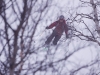 Hallvard through the trees 2 (Tomakdalen, Norway)