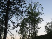 Trees (Bodø, Norway)