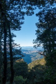 Trees (Walk up Mt Arthur July 2021)