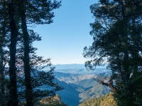 Trees (Walk up Mt Arthur July 2021)
