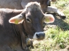 Moo (Nebelhorn Klettersteig, Germany)