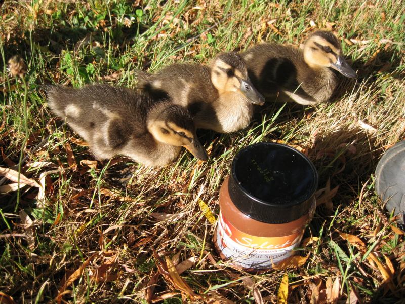 Duckies (Old Mac's Farm)